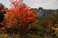 Blick vom Rhododendron -Park Foto TR